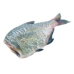 Ryba Leszcz tusza ok. 1,5 kg