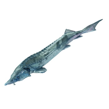 Jesiotr patroszony ok. 1,2-2 kg Selgros_JESIOTR_PATROSZONY_OK_1_2-2KG_49895717_0_350_350.jpg