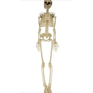 Szkielet dekoracyjny na Halloween 90cm