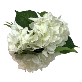 Bukiet hortensji biały 5bd760c219786012059b6411410800b3.png