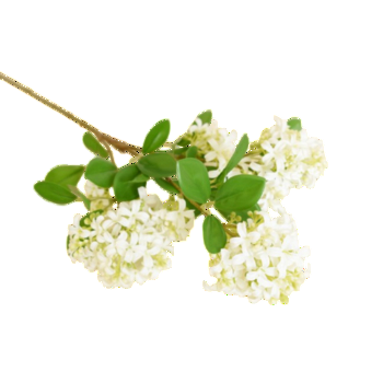 Osmantus 70cm 5dc2b5762ea1e4d2fe723e618f53a282.png