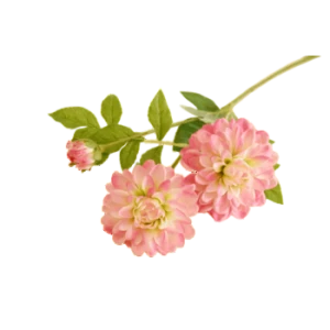 Dalia 62cm