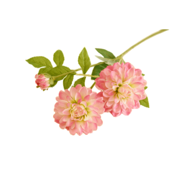 Dalia 62cm 2f60a0ec92f14eeabcd4dddf38f1f722.png