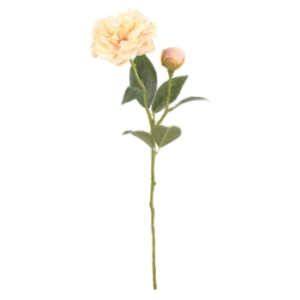 Róża herbaciana 45cm