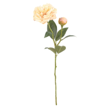 Róża herbaciana 45cm 8ca4d24ac91abd4446528f9994a89e14.png