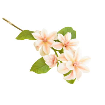 Magnolia 72cm 65e19a201fc0937f693aa824d89c8f0b.png