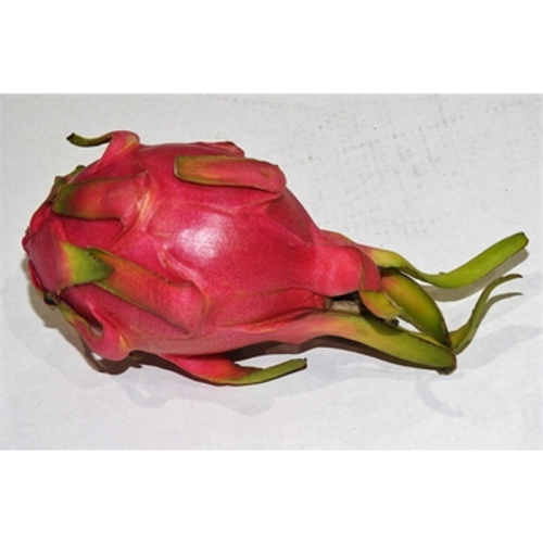 PITAHAYA CZERWONA WIETNAM 1SZT 1768513828444-31598-3-eteave.png