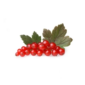 PORZECZKA CZERWONA POLSKA 250G