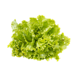 Sałata karbowana zielona ok. 150 g