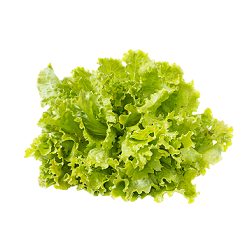 Sałata karbowana zielona ok. 150 g