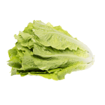 Sałata rzymska 1 szt. (ok. 180 g)
