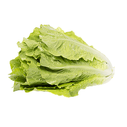 Sałata rzymska 1 szt. (ok. 180 g)
