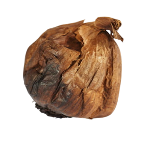 Czosnek czarny hiszpania 1 szt.