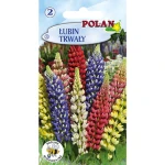 Łubin trwały Polan