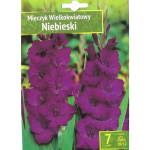 Kapers Gladiolus Blue - Mieczyk Niebieski 10/12 7 Szt.