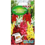 Lwia paszcza wysoka mieszanka