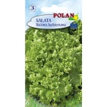 Sałata Kędzierzawa Polan