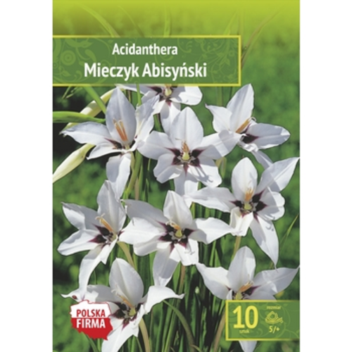 Acidanthera - Mieczyk Abisyński 5/+ 10 Szt. 1768508881878-21390-3-2mexia.png