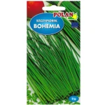 Szczypiorek ogrodowy Bohemia
