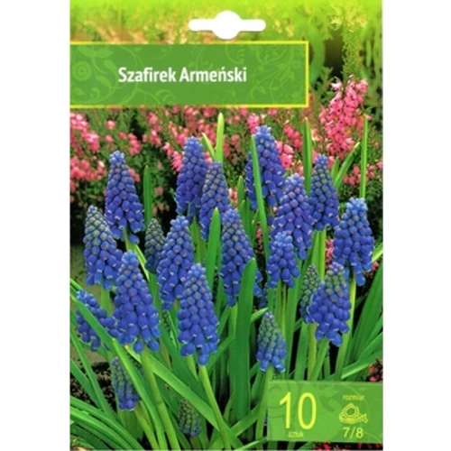 Muscari Armeniacum - Szafirek Armeński 10SZT. 1768508955865-21566-3-ugxzj.png
