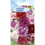 Goździk chiński Polan