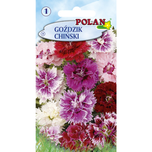 Goździk chiński Polan