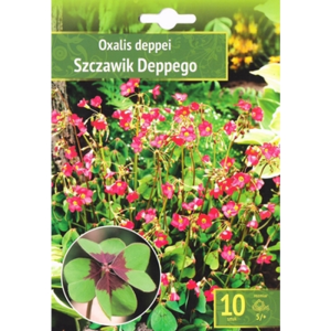 Kapers Oxalis Deppei - Szczwik Deppego 5/+ 10 Szt.