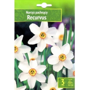 Narcyz Recurvus Benex