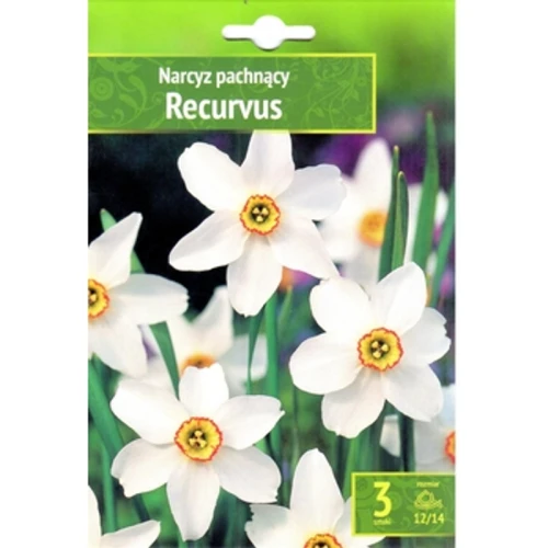 Narcyz Recurvus Benex 1768512256802-28869-3-lvl8a.png