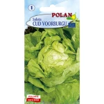 Sałata Masłowa Cud Voorburgu Polan