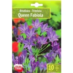 Kapers Brodiaea - Triteleia Queen Fabiola 6/+ 10 Szt.