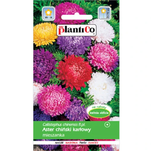 PlantiCo Aster chiński karłowy mieszanka 1768512913813-29998-3-d7fqba.png