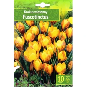 Krokus wiosenny Fuscotinctus 10 szt. Benex