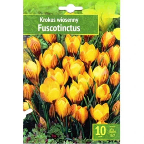 Krokus wiosenny Fuscotinctus 10 szt. Benex 1768513474981-30984-3-wbjdw.png