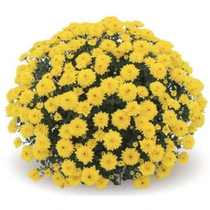 CHRYZANTEMA DROBNOKWIATOWA MISA ŚREDNICA 21CM 1SZT