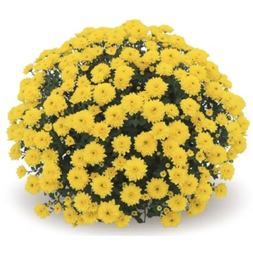 CHRYZANTEMA DROBNOKWIATOWA MISA ŚREDNICA 21CM 1SZT 1768513609807-31222-3-ip3kpmqh.png
