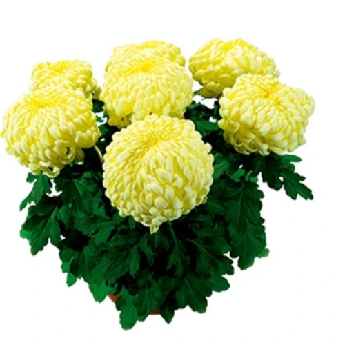 CHRYZANTEMA WIELKOKWIATOWA MISA ŚREDNICA 19CM 1SZT 1768513818514-31583-3-bpaoyo.png