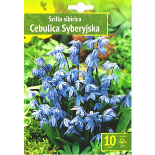 Kapers Scilla - Cebulica Sibirica 6/+ 10 szt. Benex 1768514862613-33387-3-2p1q4w.png