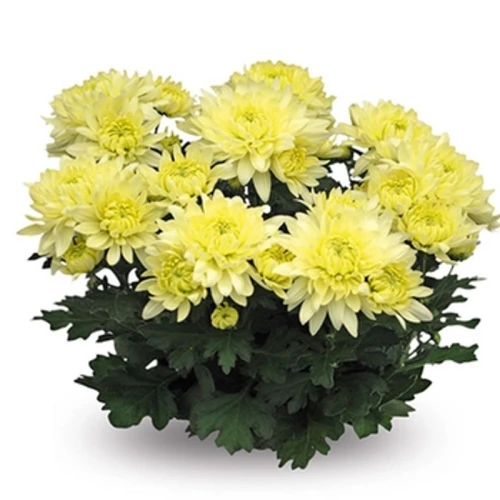 CHRYZANTEMA TIME MISA ŚREDNICA 19CM 1SZT 1768516266898-35757-3-kb7m9j.png