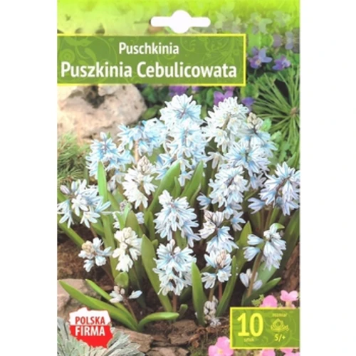 Benex Kapers Puschkinia - Puszkinia Cebulicowata 5/+ 10 Szt. 1768517099356-37240-3-mcnoq.png