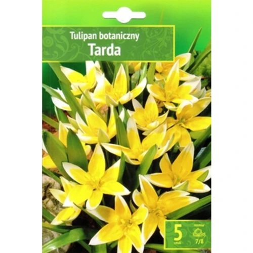 Tulipa - Tulipan Tarda 5SZT. 1768517232661-37483-3-5cw73.png