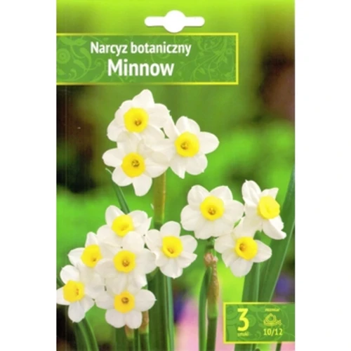 Narsissus - Narcyz Minnow 3SZT. 1768517260904-37532-3-53lofm.png