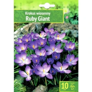 Crocus - Krokus Ruby Giant 10 SZT.