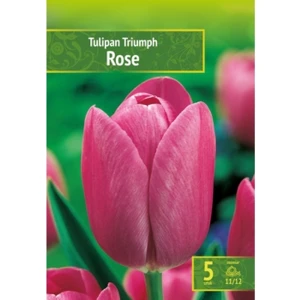 Tulipa - Tulipan Triumph Rose 5SZT.