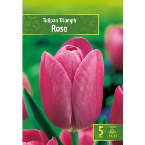 Tulipa - Tulipan Triumph Rose 5SZT. 1768517302898-37603-3-gaphj9.png