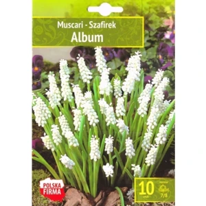Kapers Muscari - Szafirek Album 7/8 10 Szt.