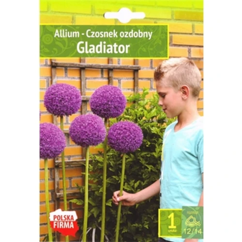Kapers Allium - Czosnek Gladiator 12/14 1 Szt. 1768518034897-38969-3-1vj3e.png