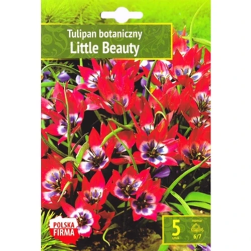 Benex Kapers Tulip - Tulipan Little Beauty 6/7 5 Szt. 1768518508359-39880-3-ojysk.png