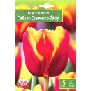 Kapers Tulip - Tulipan Red - Yellow 10/11 5 Szt.