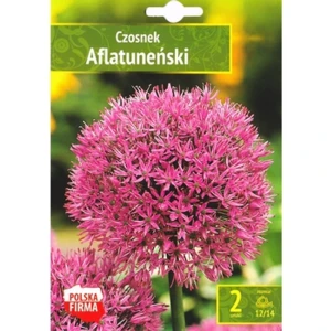 Kapers Allium Aflatunense - Czosnek Aflatuneński 12/14 2 Szt.